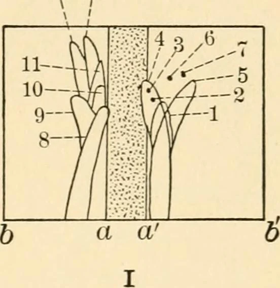 An illustration from Light and the behavior of organisms, 1911, leaf 82