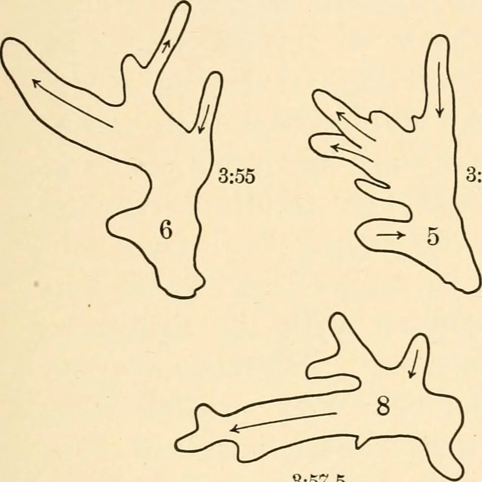 An illustration from Light and the behavior of organisms, 1911, leaf 94
