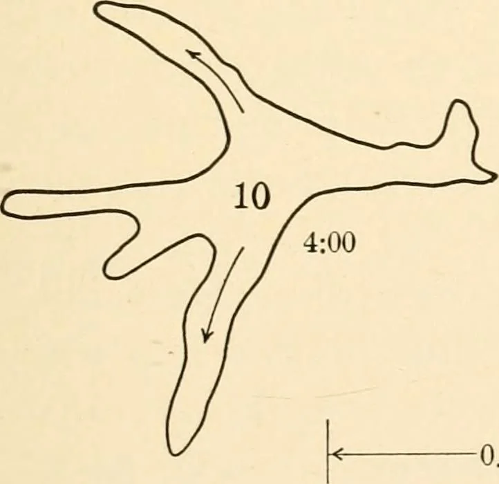 An illustration from Light and the behavior of organisms, 1911, leaf 94