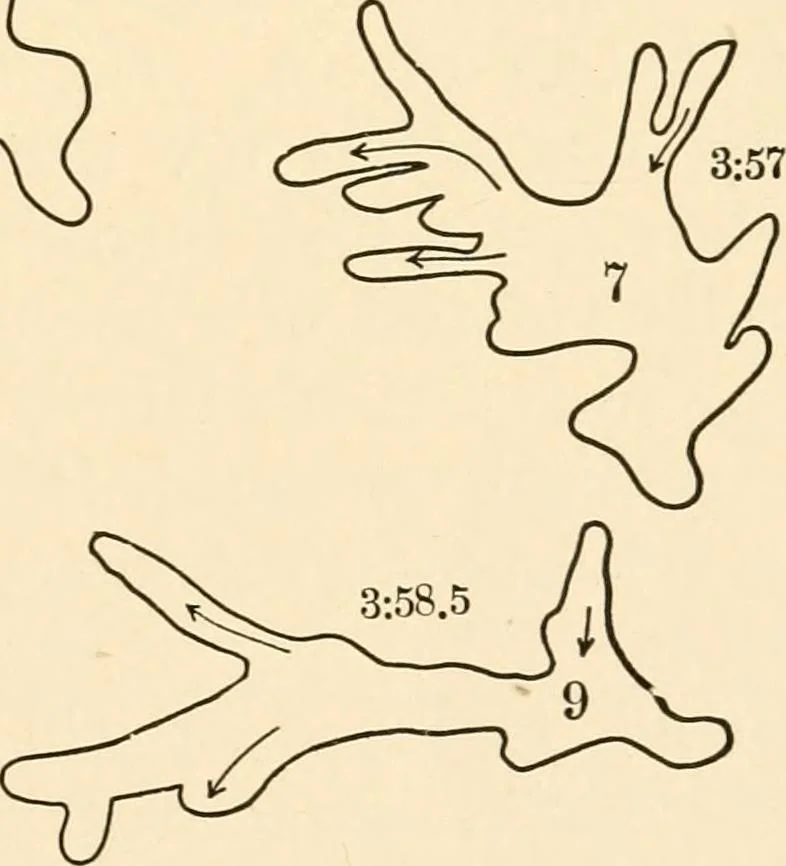 An illustration from Light and the behavior of organisms, 1911, leaf 94