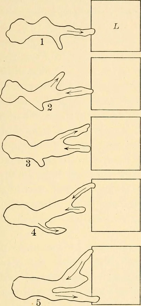 An illustration from Light and the behavior of organisms, 1911, leaf 96