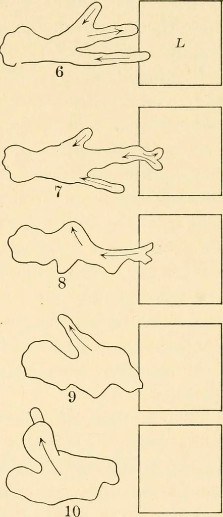 An illustration from Light and the behavior of organisms, 1911, leaf 96