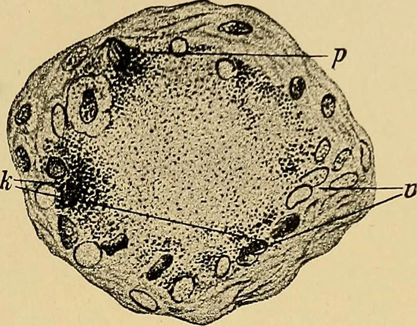 An illustration from Light energy, its physics, physiological action and therapeutic applications, 1904, leaf 582