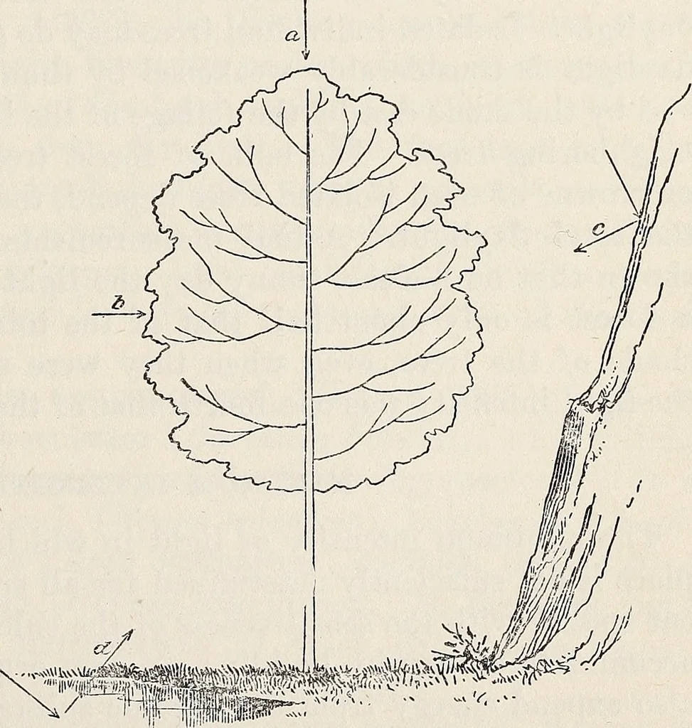 An illustration from Light in relation to tree growth, 1911, leaf 12
