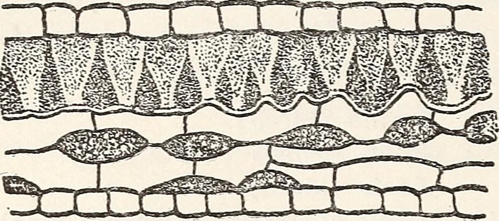 An illustration from Light in relation to tree growth, 1911, leaf 35