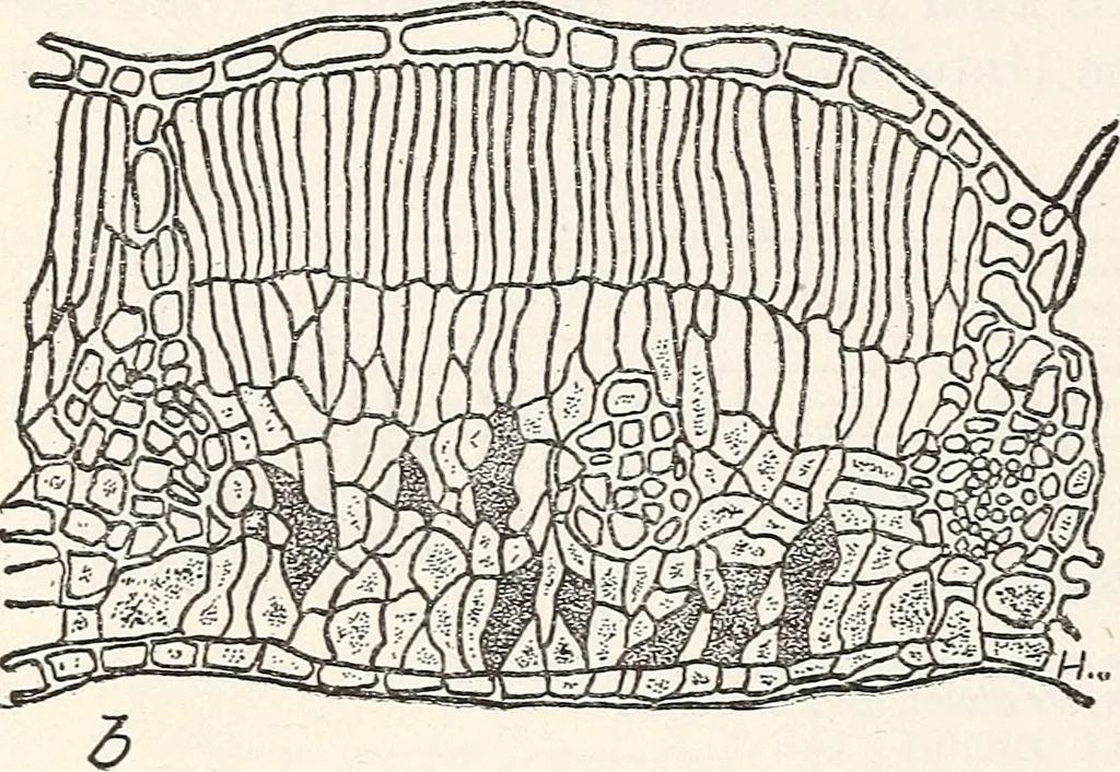 An illustration from Light in relation to tree growth, 1911, leaf 35