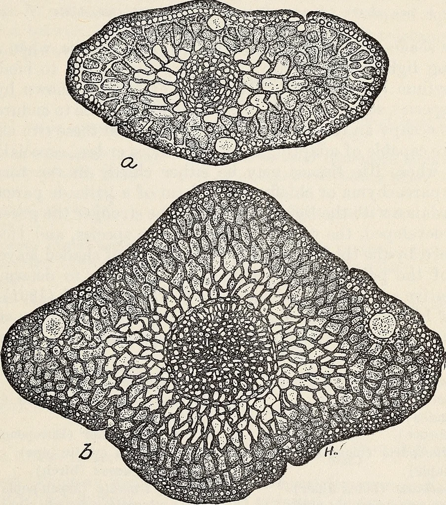 An illustration from Light in relation to tree growth, 1911, leaf 36
