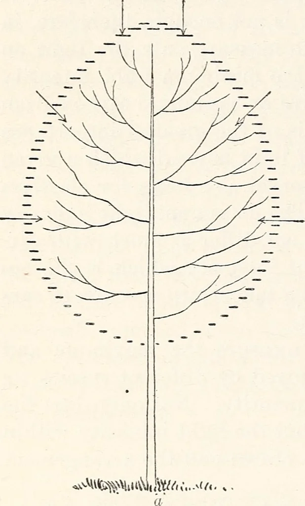 An illustration from Light in relation to tree growth, 1911, leaf 47