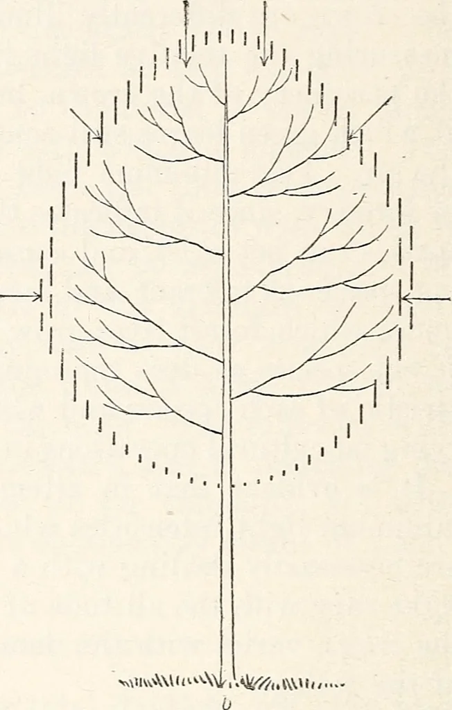 An illustration from Light in relation to tree growth, 1911, leaf 47