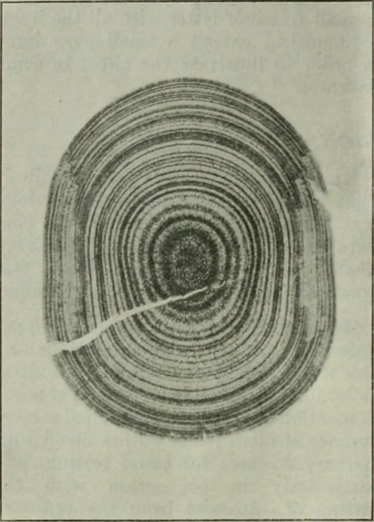 An illustration from Light and lighting, 1908, leaf 271
