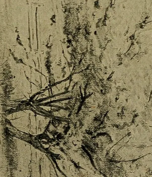 An illustration from Light and shade with chapters on charcoal, pencil, and brush drawing : a manual for teachers and students, 1901, leaf 130