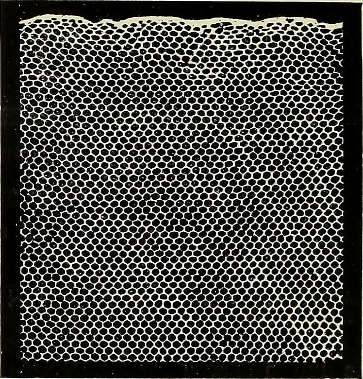 An illustration from L'Industrie des tulles & dentelles mécaniques dans Le Pas-de-Calais, 1815-1900, 1900, leaf 35