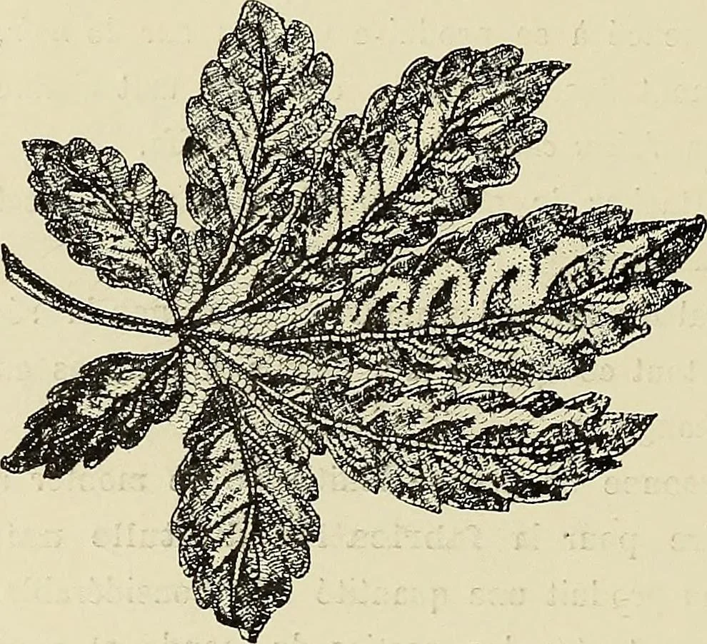 An illustration from L'Industrie des tulles & dentelles mécaniques dans Le Pas-de-Calais, 1815-1900, 1900, leaf 535