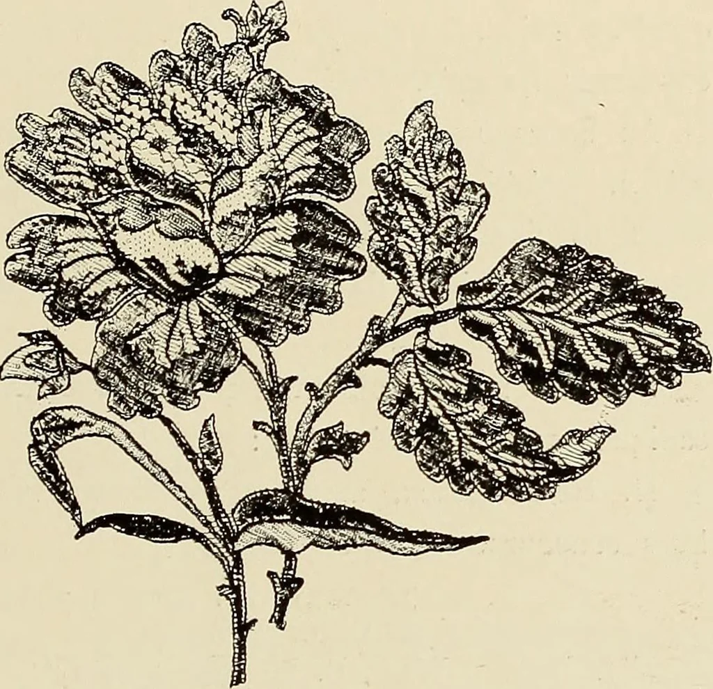 An illustration from L'Industrie des tulles & dentelles mécaniques dans Le Pas-de-Calais, 1815-1900, 1900, leaf 538