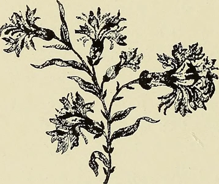 An illustration from L'Industrie des tulles & dentelles mécaniques dans Le Pas-de-Calais, 1815-1900, 1900, leaf 545