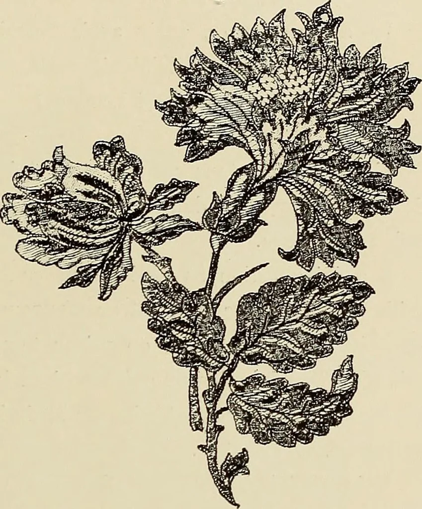 An illustration from L'Industrie des tulles & dentelles mécaniques dans Le Pas-de-Calais, 1815-1900, 1900, leaf 550
