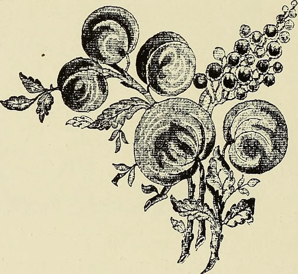 An illustration from L'Industrie des tulles & dentelles mécaniques dans Le Pas-de-Calais, 1815-1900, 1900, leaf 575
