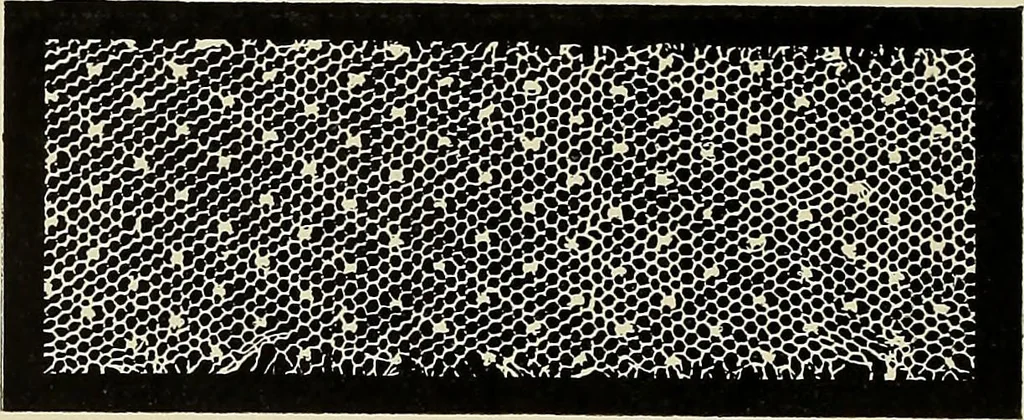 An illustration from L'Industrie des tulles & dentelles mécaniques dans Le Pas-de-Calais, 1815-1900, 1900, leaf 77