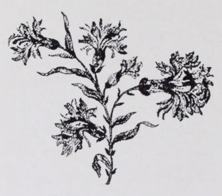 An illustration from L'industrie des tulles et dentelles mécanique dans le Pas-de-Calais, 1815-1900 / Henri Hénon, 1900, leaf 544