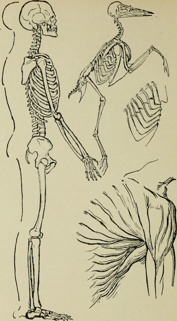 An illustration from Line & form, 1902, leaf 161