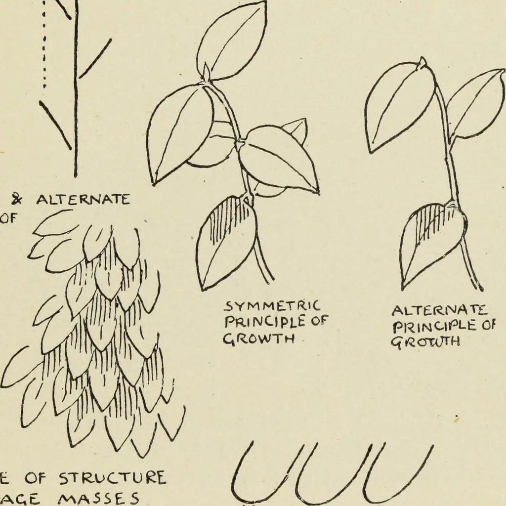 An illustration from Line & form, 1902, leaf 164