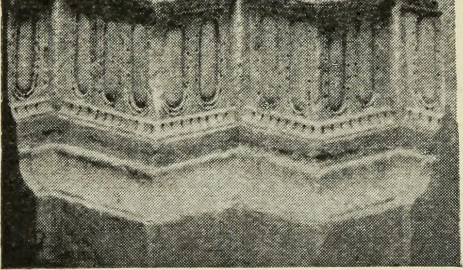 An illustration from Line & form, 1902, leaf 218