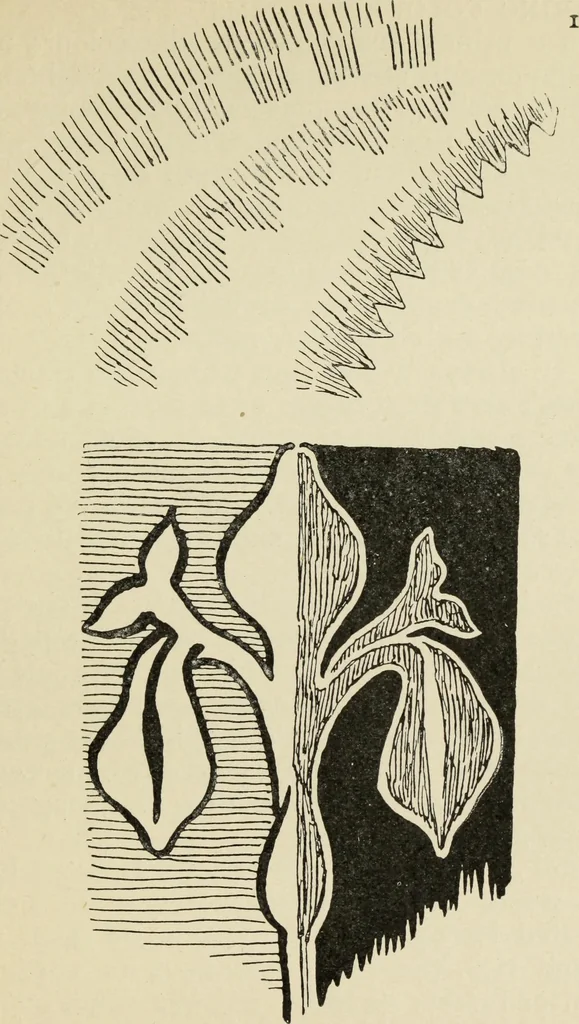 An illustration from Line & form, 1902, leaf 278