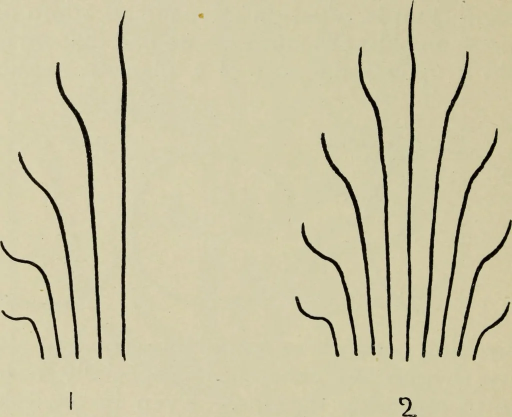 An illustration from Line & form, 1902, leaf 55