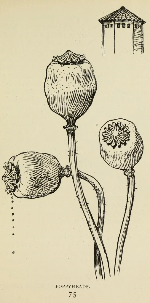 An illustration from Line & form, 1902, leaf 94