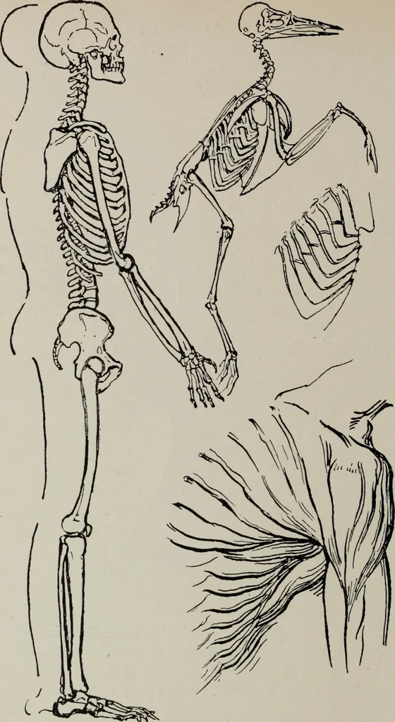 An illustration from Line & form, 1921, leaf 161