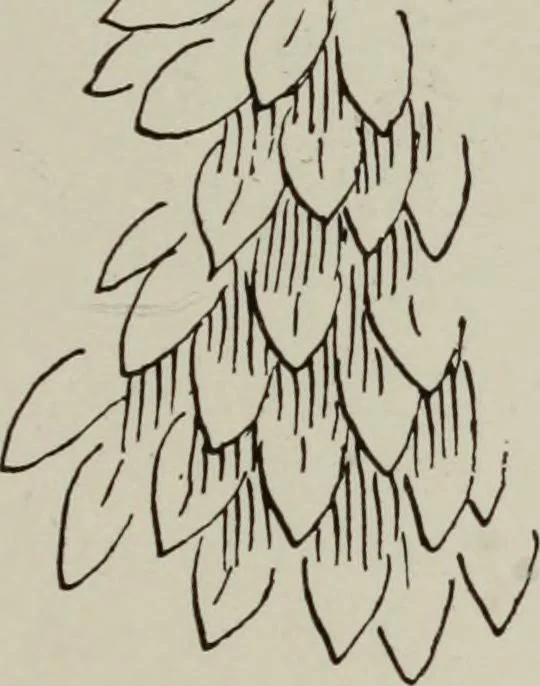 An illustration from Line & form, 1921, leaf 164