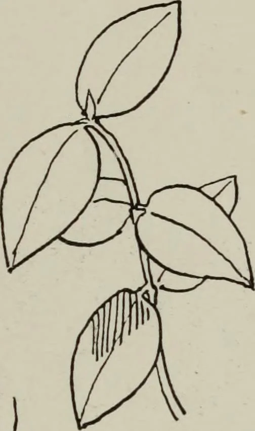 An illustration from Line & form, 1921, leaf 164