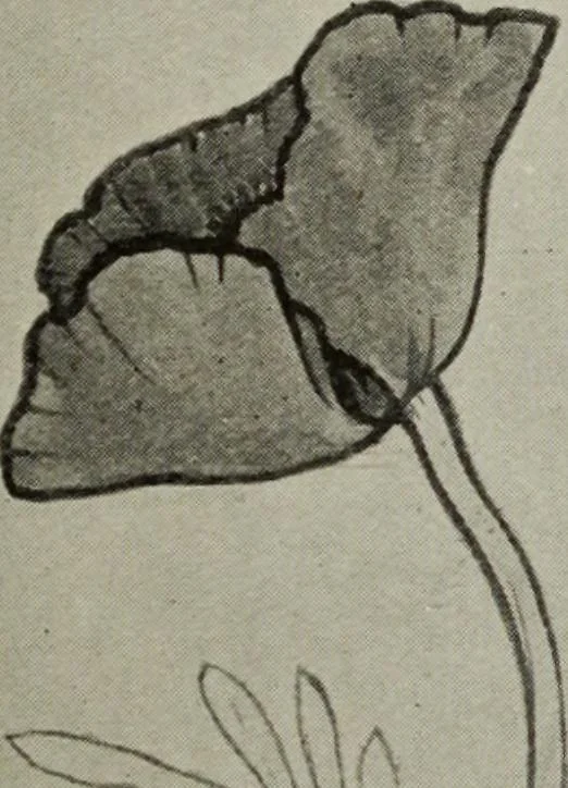 An illustration from Line & form, 1921, leaf 276