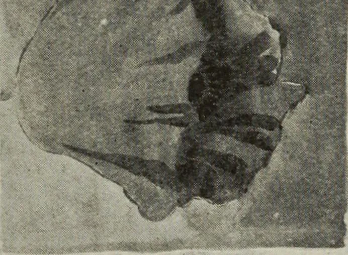 An illustration from Line & form, 1921, leaf 276