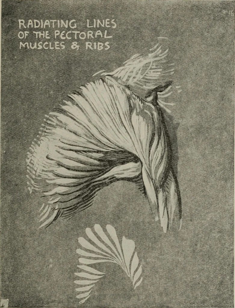 An illustration from Line & form, 1921, leaf 68