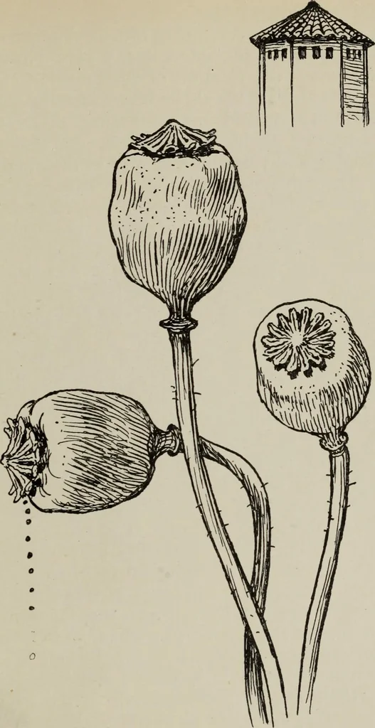 An illustration from Line & form, 1921, leaf 94