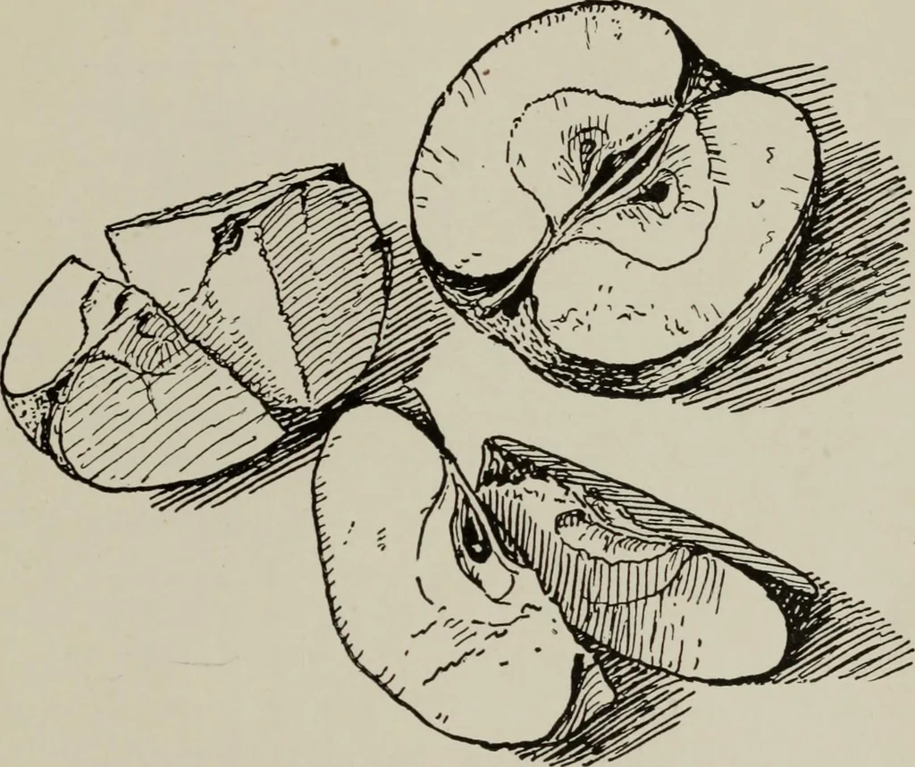 An illustration from Line & form, 1921, leaf 96