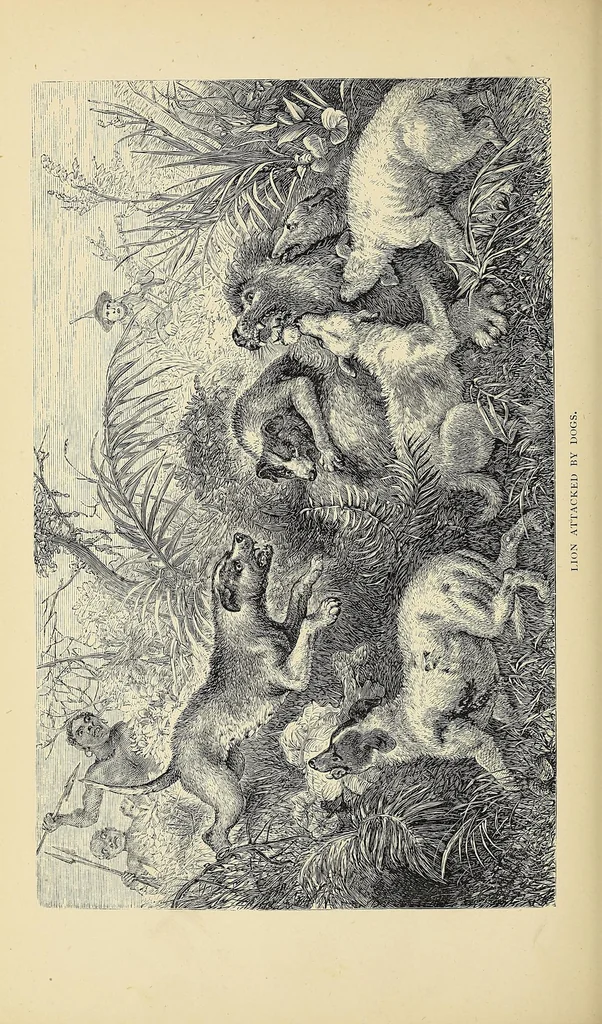 An illustration from The lion and the elephant, 1873, leaf 186