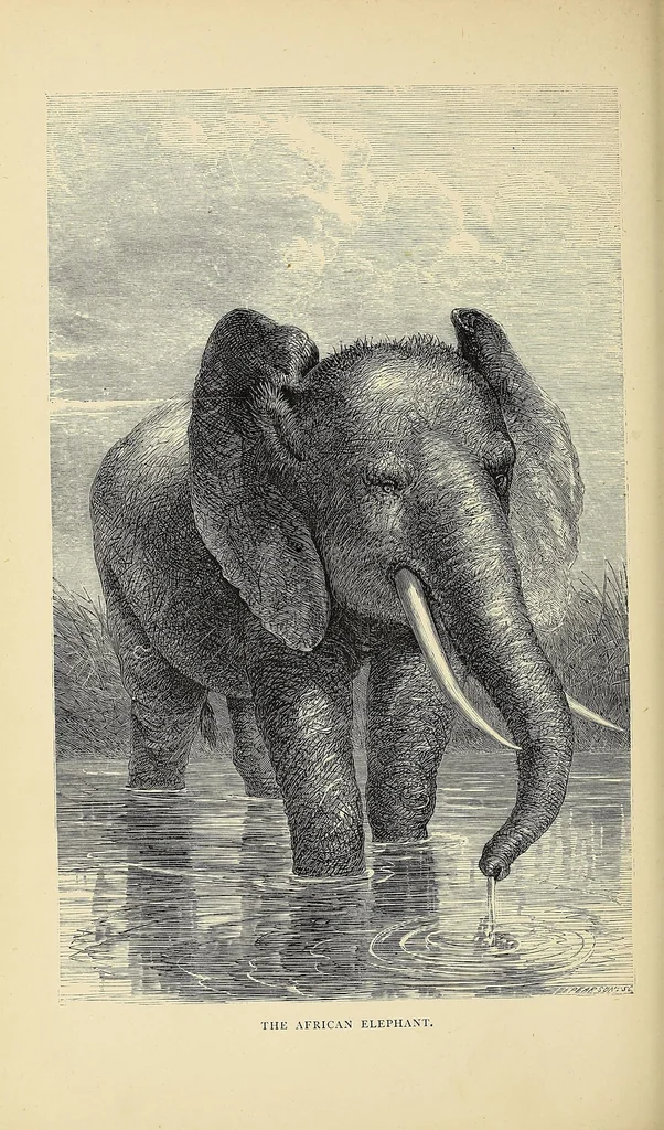 An illustration from The lion and the elephant, 1873, leaf 264