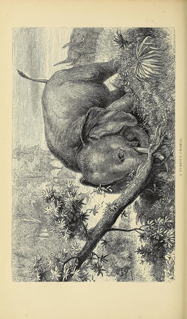 An illustration from The lion and the elephant, 1873, leaf 336