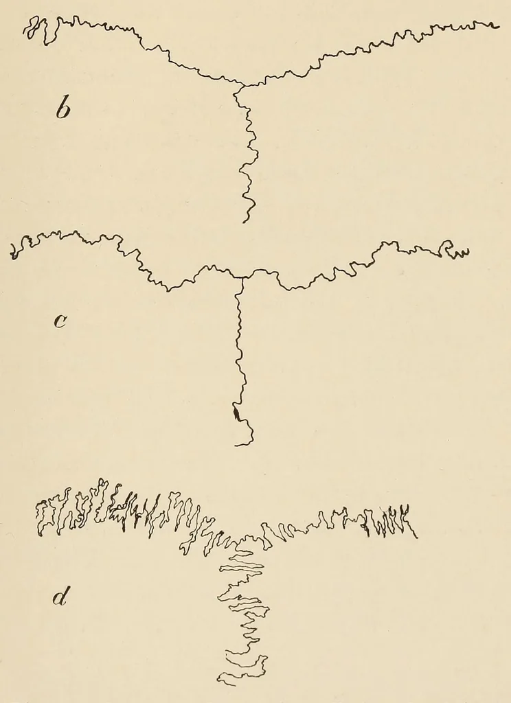 An illustration from List of publications of the Museum of the American Indian : Heye foundation, 1924, leaf 323