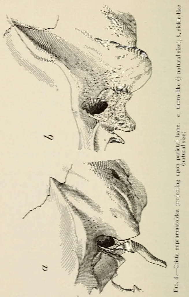 An illustration from List of publications of the Museum of the American Indian : Heye foundation, 1924, leaf 332