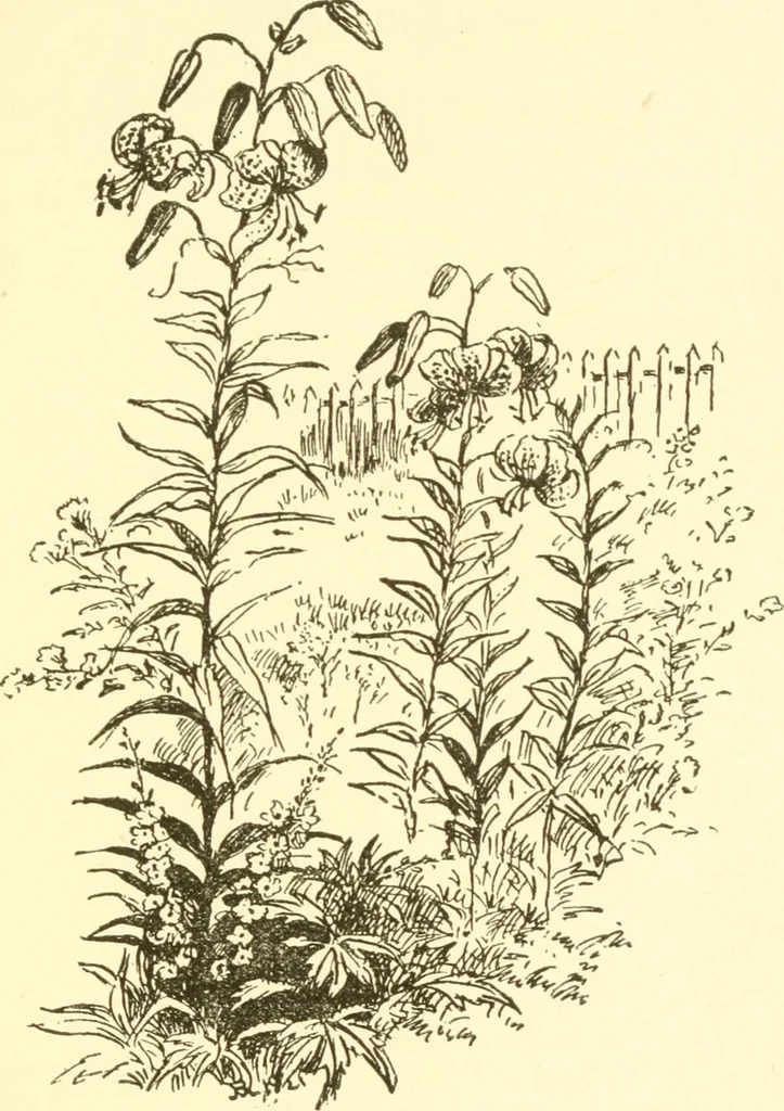 An illustration from Little book of garden songs, 1921, leaf 14