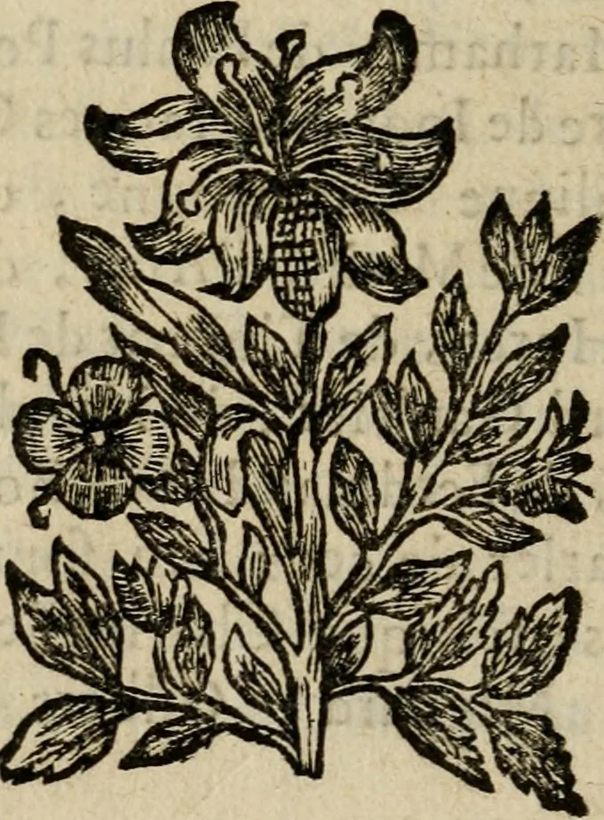An illustration from Catalogue de livres d'estampes et de figures en taille-douce : avec un denombrement des pieces qui y sont contenuës, 1672, leaf 73