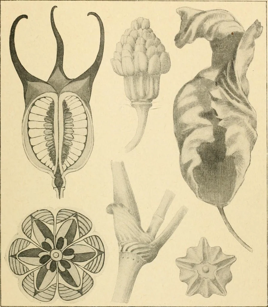An illustration from Éléments de composition décorative; cent thêmes de décoration plane, 1912, leaf 16