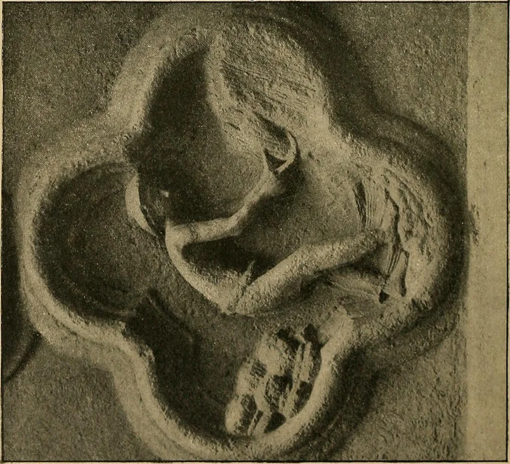 An illustration from Éléments de composition décorative; cent thêmes de décoration plane, 1912, leaf 315