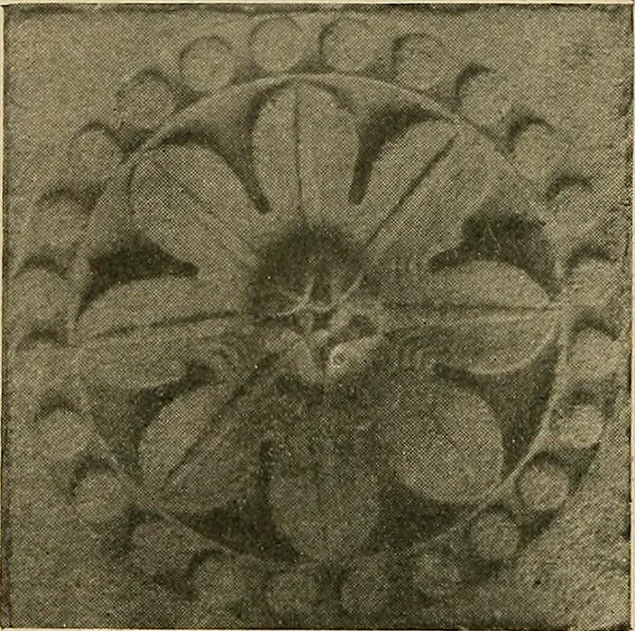 An illustration from Éléments de composition décorative; cent thêmes de décoration plane, 1912, leaf 43