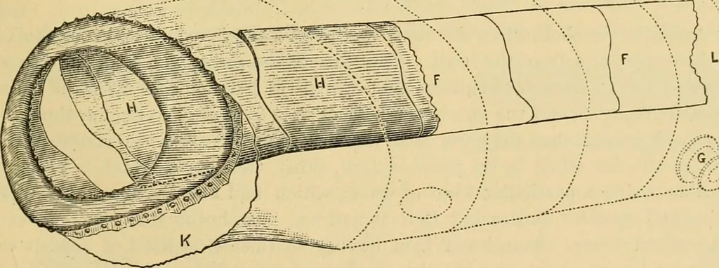 An illustration from The Locomotive, 1867, leaf 148