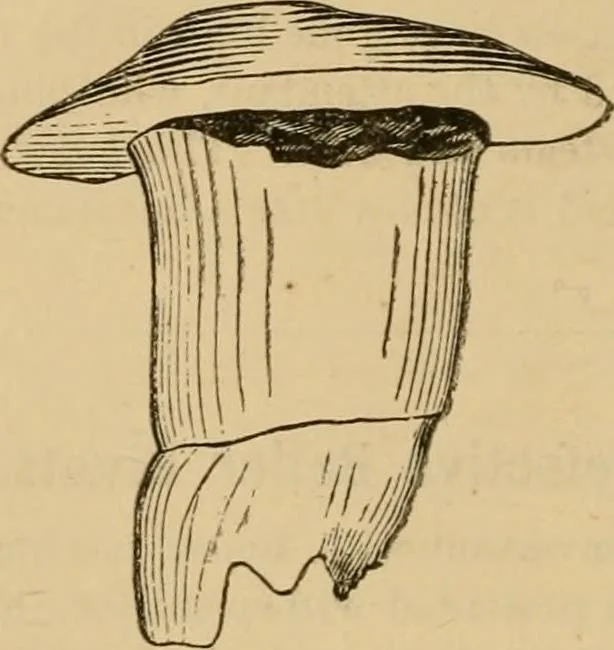 An illustration from The Locomotive, 1867, leaf 29