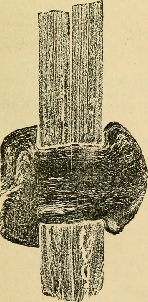 An illustration from The Locomotive, 1867, leaf 26